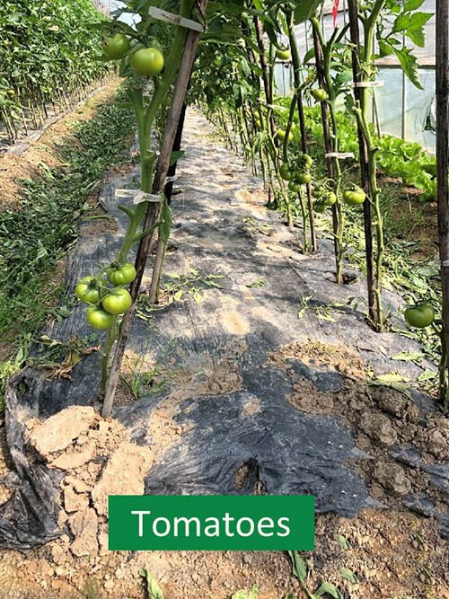 film de paillage compostable biodégradable pour tomates