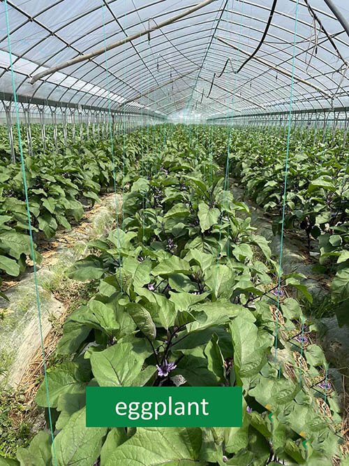 compostable mulch film for eggplants