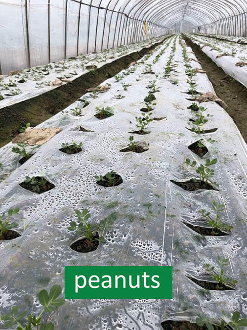 compostable mulch film for peanuts