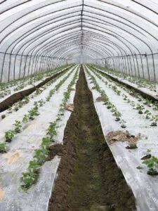 mulching films in greenhouse