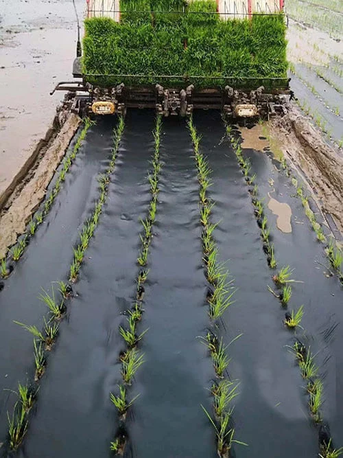 grain planting using mulch film