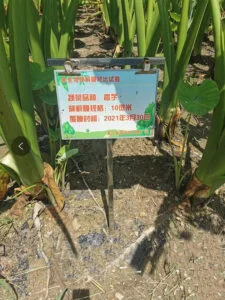 taro growing with compostable bio-degradable mulch film