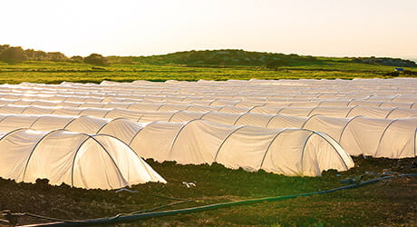 greenhouse film for low tunnels