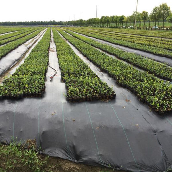 weed control fabric in landscape