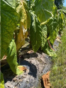compostable mulch film for vetage growing