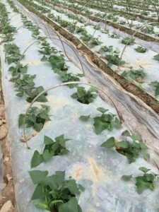 crop growing