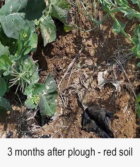 red soil- 3 months after plough