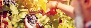 grape harvest