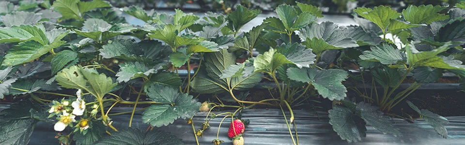 plant strawberry using mulching film