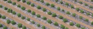 mulch film used in dry area