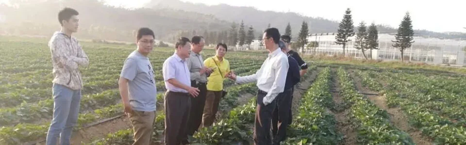 potato growing using mulch film