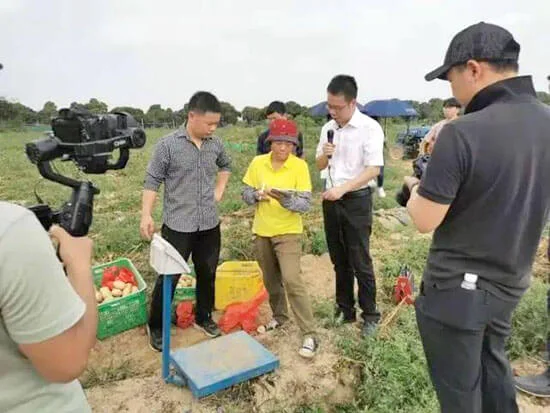 case studies potato harvest