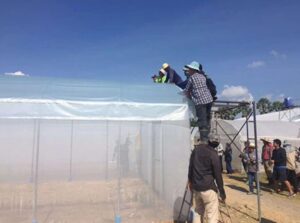 light scattering greenhouse film is good for high plants