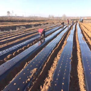 perforated mulching film in wild