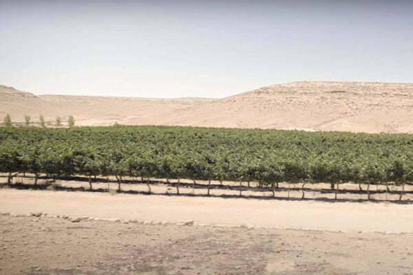 vineyards in dry area