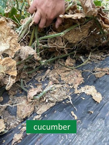biodegradable mulching film for cucumber