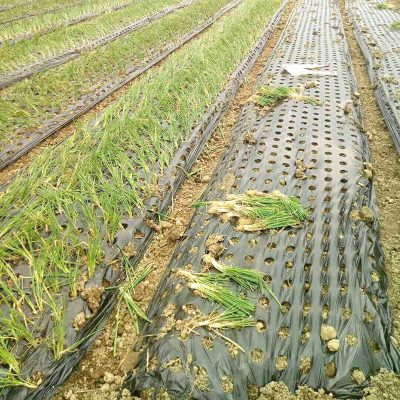 perforated mulch film for crops